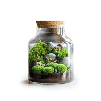 باکس تراریوم جاودان مدل بانکه