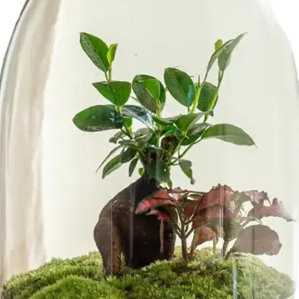 باکس تراریوم جاودان مدل بیضی