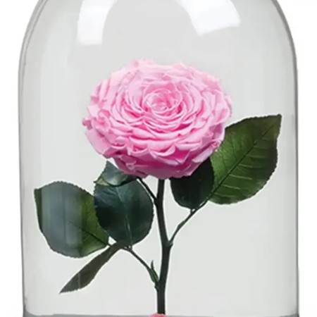 باکس گل رز جاودان صورتی