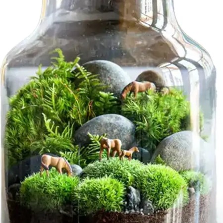 باکس تراریوم جاودان مدل بانکه